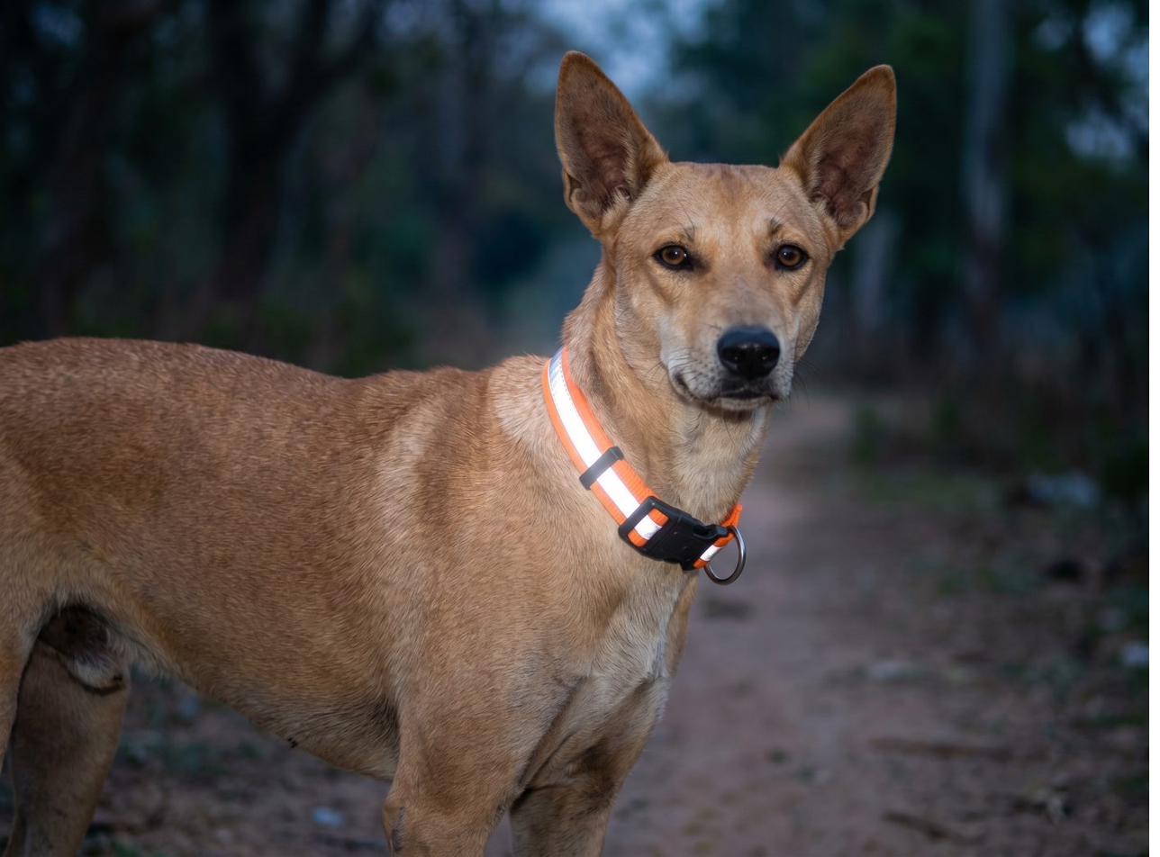 Reflective webbing dog collar with finished hardware